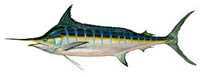 Blue Marlin