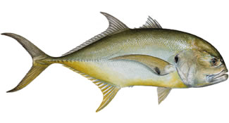 Jack Crevalle