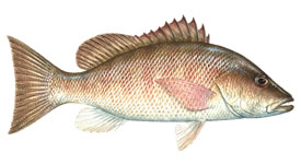 Grey Snapper