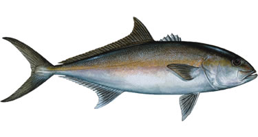 Amber Jack