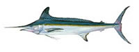 White Marlin