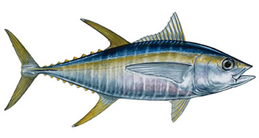 Yellowfin Tuna