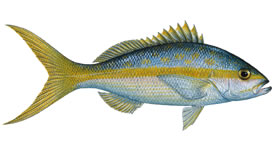 Yellowtail Snapper